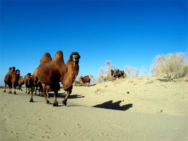 Gurbantunggut Wüste Xinjiang Gurbantunggut Wüste Xinjiang