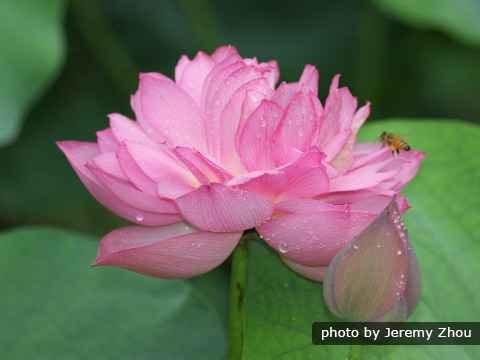 die Lotusblumen die Lotusblumen