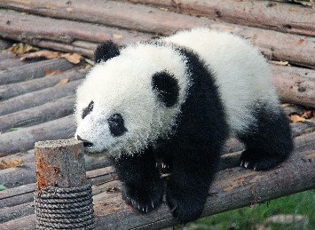 China Pandaresie