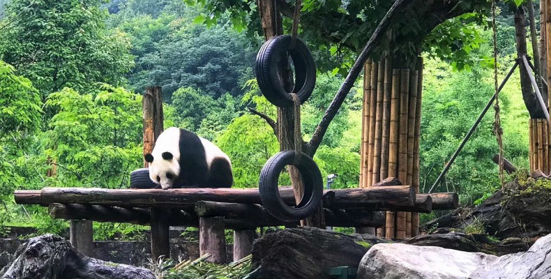 Fortpflanzungsgebiet von Pandabaer in Chengdu