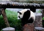 Panda und Chengdu Highlights Tour
