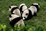 Bifengxia Pandas und Chengdu Highlights entdecken