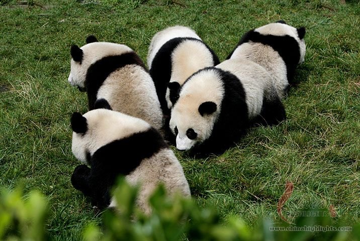 Bifengxia Pandas und Chengdu Highlights entdecken