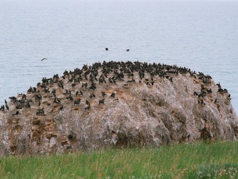 Die Vogelinseln am Qinghai See