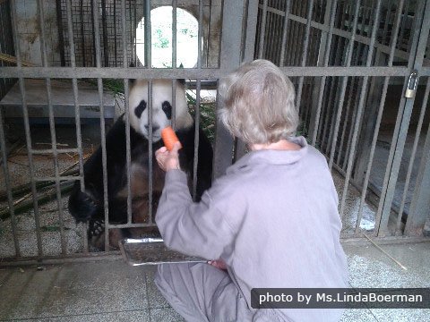 Bifengxia Panda Aufzuchtstation