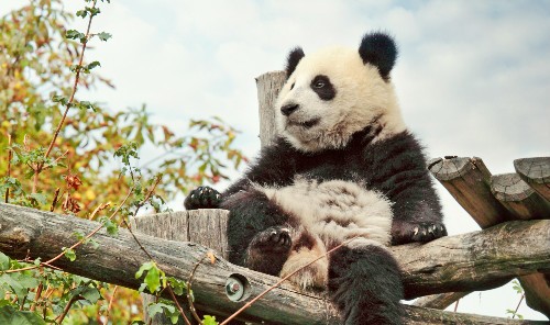 China Reisen-Panda