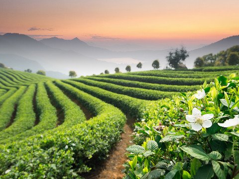 Teeanbau China, Teeplantage China oder Städten mit Teekultur