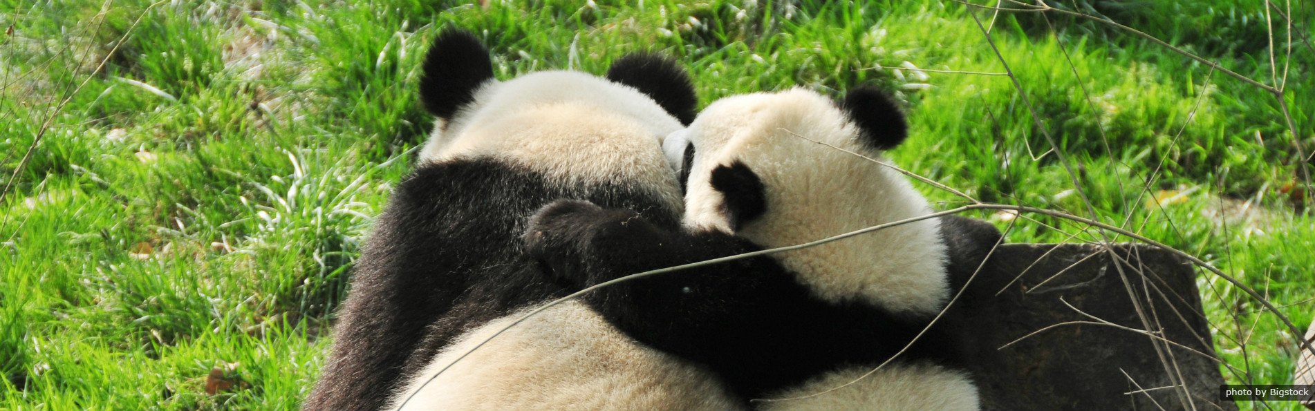 China Rundreise 2 Wochen-Panda Baere