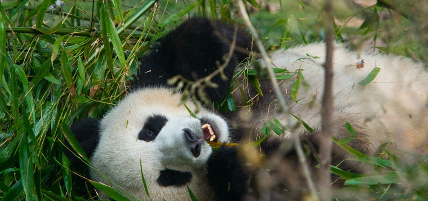 Pandas im Zoo