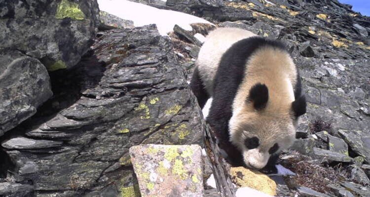 Pandas in freier Wildbahn