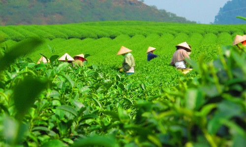 Hangzhou Teekultur und Westsee Tagestour