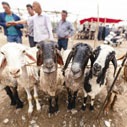 live-stock-market-Kashgar-2018-summer