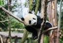 Chengdu-Panda Base
