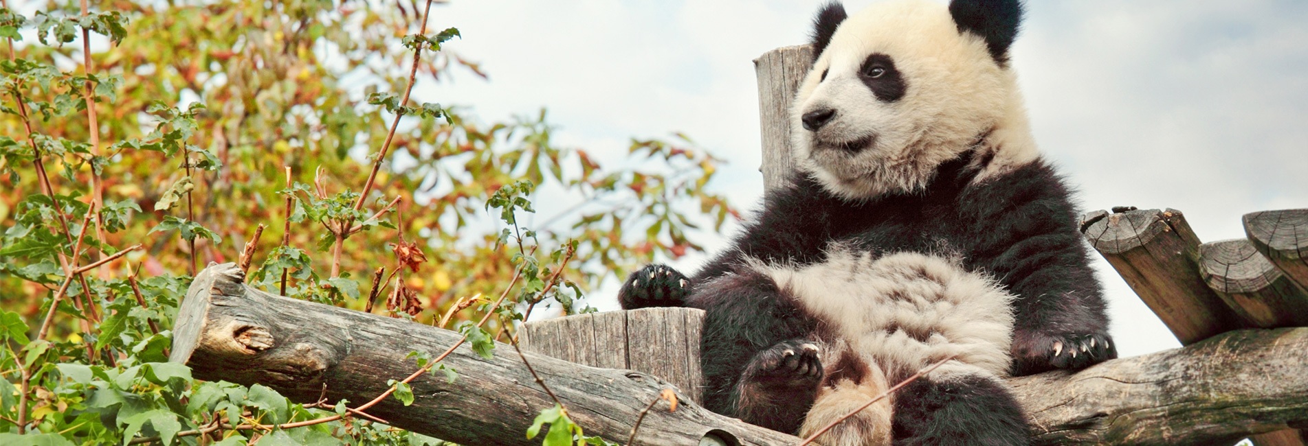 UNESCO-Welterbe Panda Schutzgebiete in Sichuan
