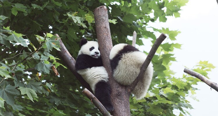 chinesischer Pandabär