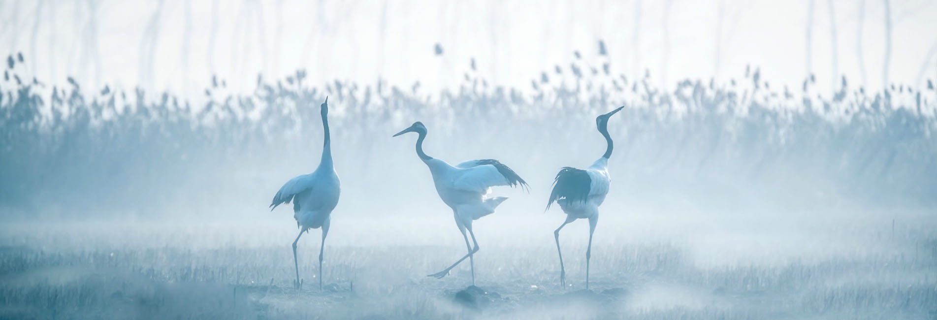Vogelschutzgebiet im Bohai-Meer