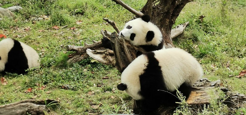 kleiner Panda