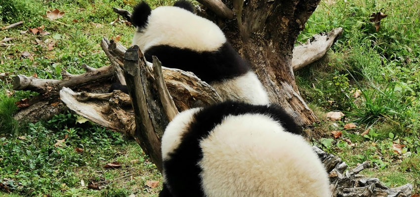 Panda in Sichuan