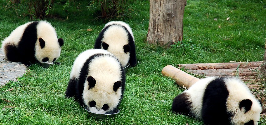 Panda spielen