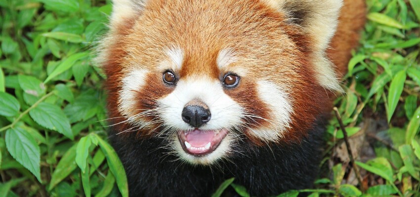 The Red Panda Firefox in Chengdu China
