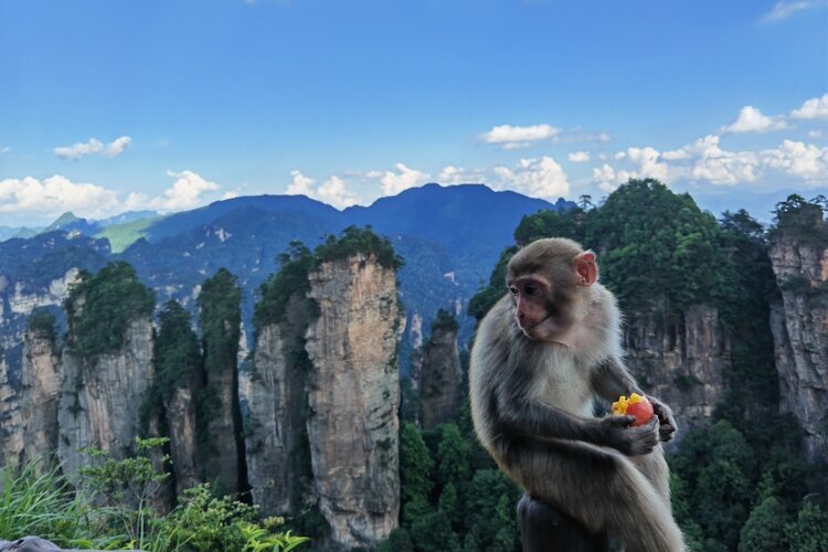 Zhangjiajie Nationalpark: Huangshizhai 