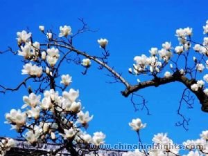 Das Chongqing-Wetter im April