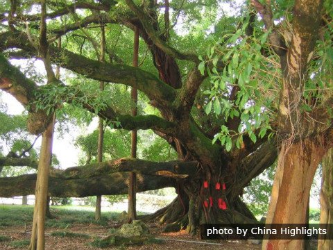 Der große Yangshuo Banyan Baum
