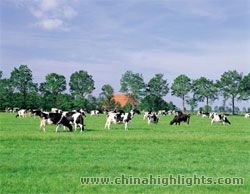 Das Huitengxile Grasland